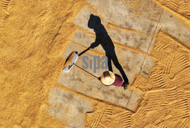 (251022) -- BEIJING, Oct. 22, 2025 (Xinhua) -- An aerial drone photo taken on Oct. 22, 2025 shows a farmer drying paddy in Lixiahe area, east China's Jiangsu Province. (Photo by Meng Delong/Xinhua) (Photo by Xinhua/Sipa USA)