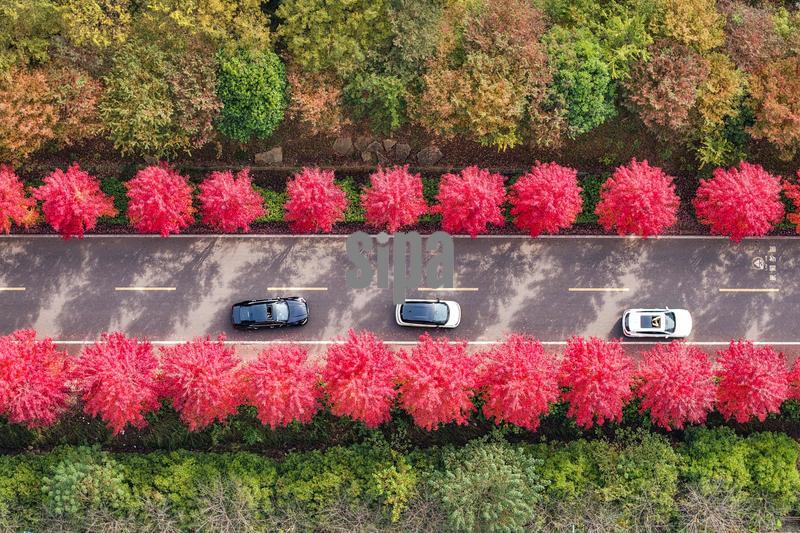 **CHINESE MAINLAND, HONG KONG, MACAU AND TAIWAN OUT** Aerial photo shows red maple trees in Nanjing City, east China's Jiangsu Province, 3 November, 2025. (Photo by Imaginechina/Sipa USA)