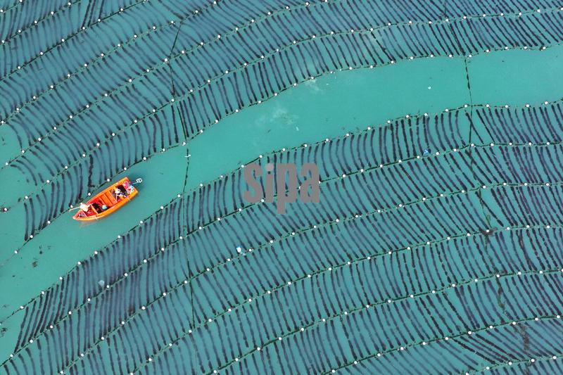 (251114) -- BEIJING, Nov. 14, 2025 (Xinhua) -- An aerial drone photo taken on Nov. 11, 2025 shows workers taking care of the kelp seedlings at a kelp seedling cultivation area of a marine farm in Rongcheng City, east China's Shandong Province.
  (Photo by Wang Fudong/Xinhua) (Photo by Xinhua/Sipa USA)