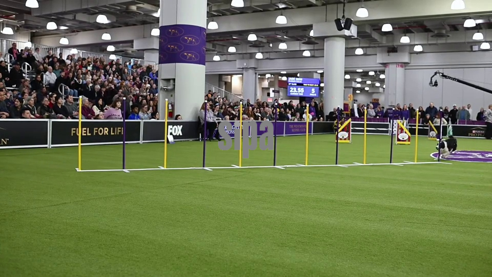 NY:  150th Annual Westminster Kennel Club Dog Show - Day 1