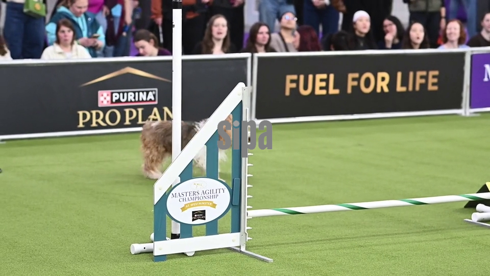 NY:  150th Annual Westminster Kennel Club Dog Show - Day 1