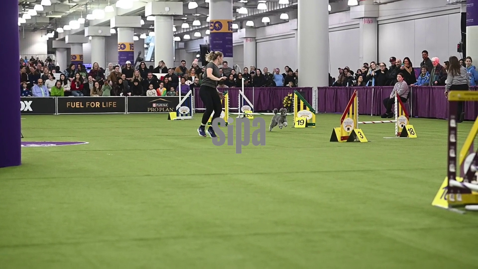 NY:  150th Annual Westminster Kennel Club Dog Show - Day 1