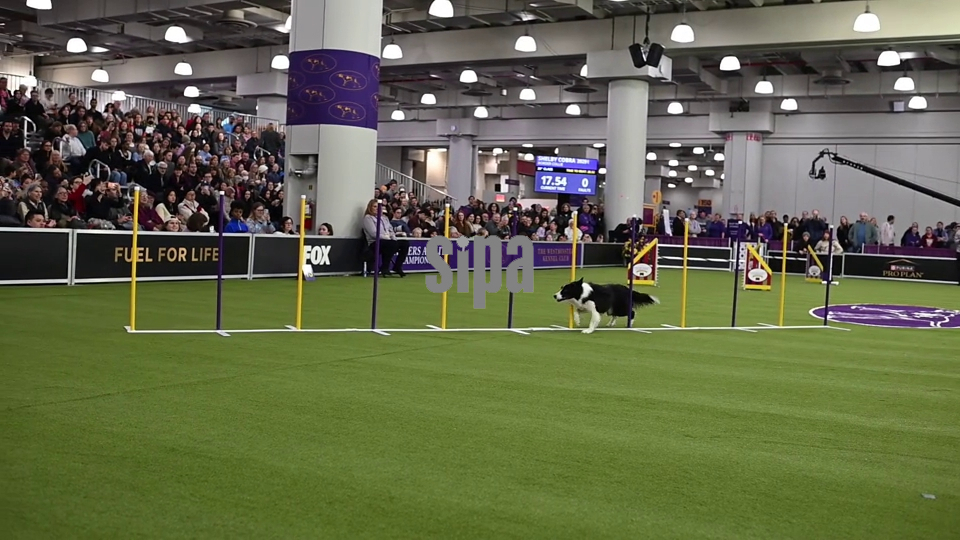 NY:  150th Annual Westminster Kennel Club Dog Show - Day 1
