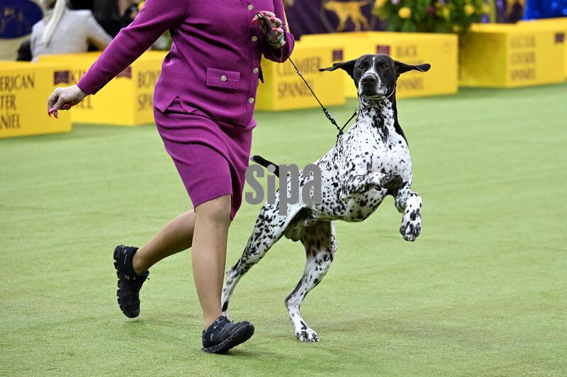 NY: 150th Annual Westminster Kennel Club Dog Show - Day 3
