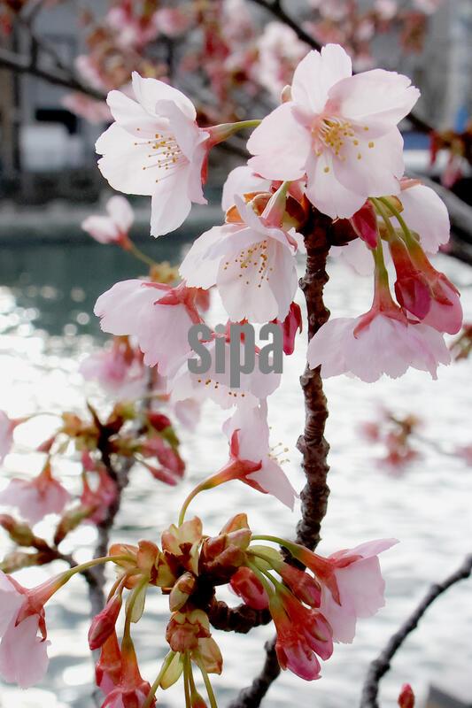 Kanzakura in a park in Shinjuku, Tokyo, Japan - 28 Feb 2026