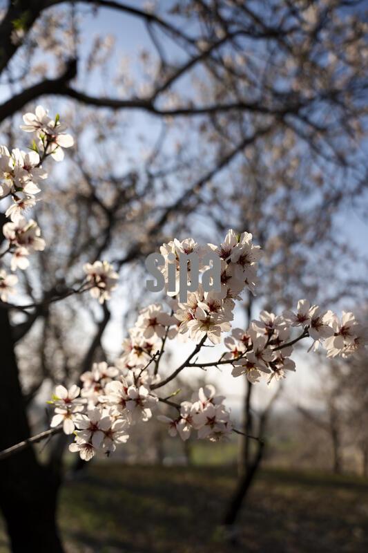 Spring in Kashmir, India - 9 Mar 2026