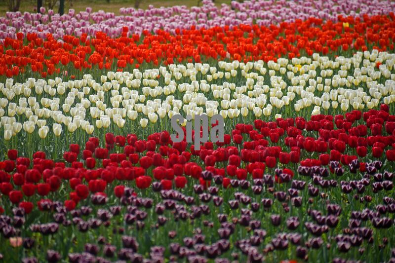 India: Tulip Bloom at Asia’s Largest Garden in Srinagar