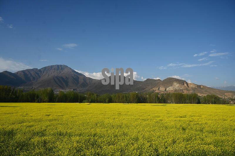 India: Blooming Mustard Fields During Spring Season In Srinagar