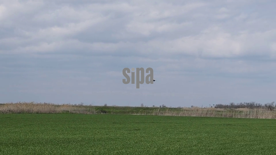 Russia: Storks in Kherson Region
