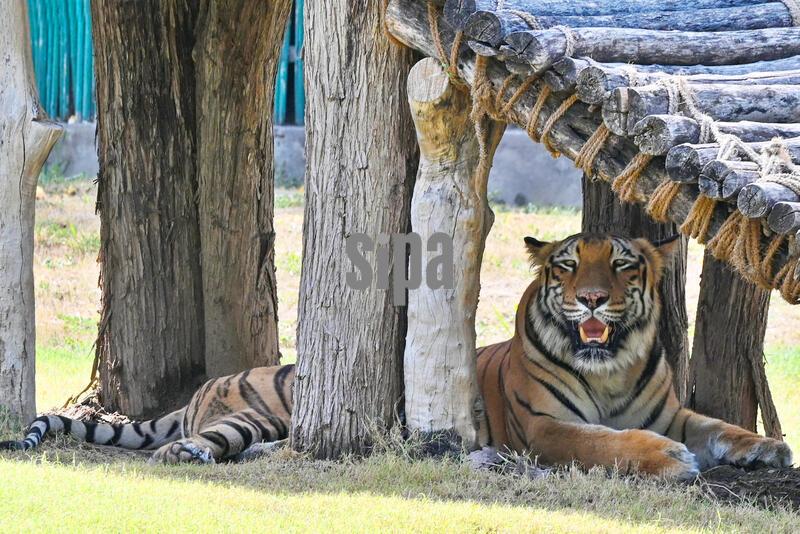 India: Delhi Zoo Implements Summer Plan To Protect Animals From Insane Heat