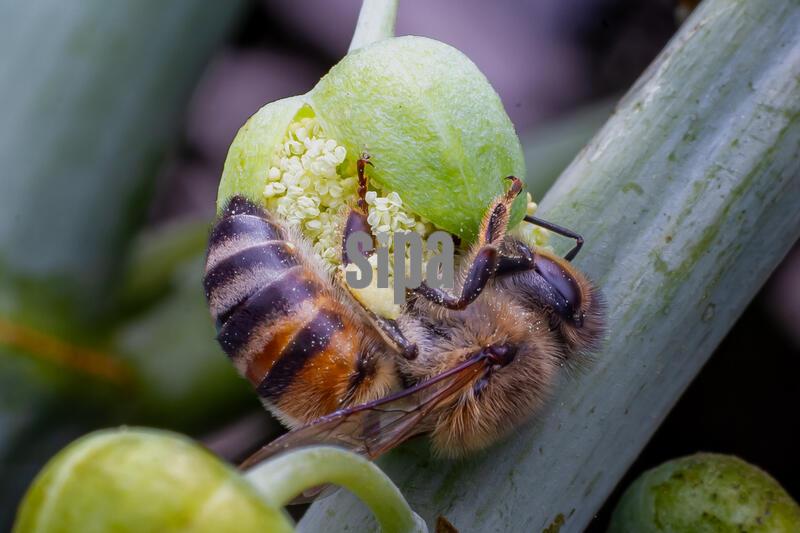 A honey bee collects nectar and pollen in Nairobi - 30 Apr 2026