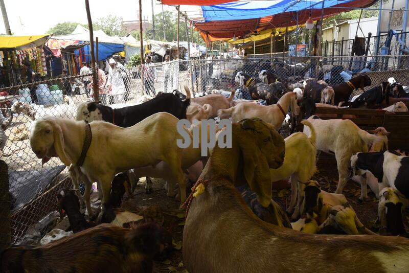 India: Eid-Ul Addha Goat Market at Jama Masjid in Delhi