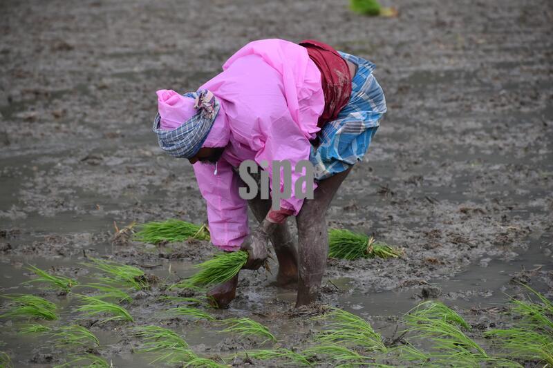 India: Farmers Transplant Paddy Saplings During The Harvest  Season in India
