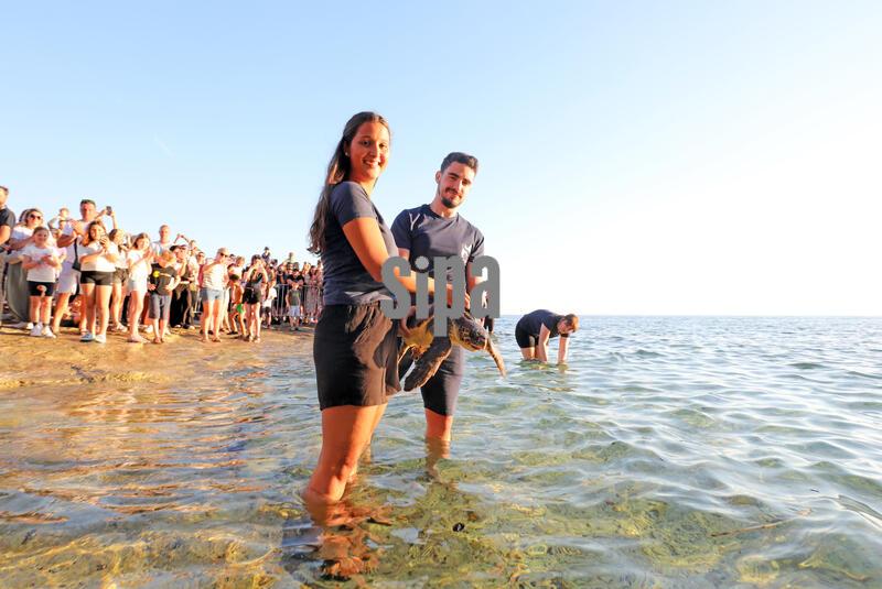 Rehabilitated sea turtles returned to Adriatic