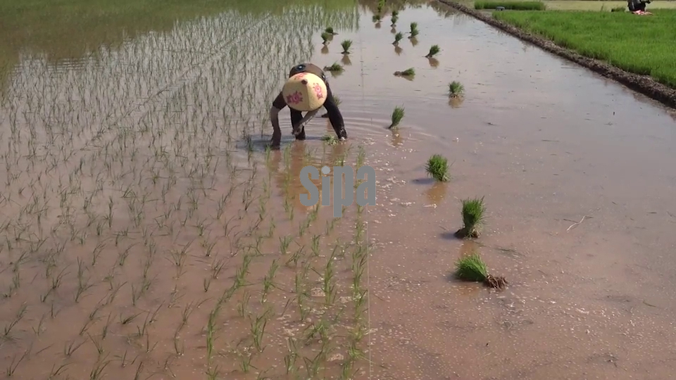 Vietnam: Vietnam's rice export revenue tops 2 bln USD in first 5 months