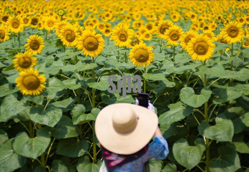 **CHINESE MAINLAND, HONG KONG, MACAU AND TAIWAN OUT**Tourists walk among blooming sunflowers at the Olympic Forest Park in Beijing, July 3, 2026. (Photo by Imaginechina/Sipa USA)