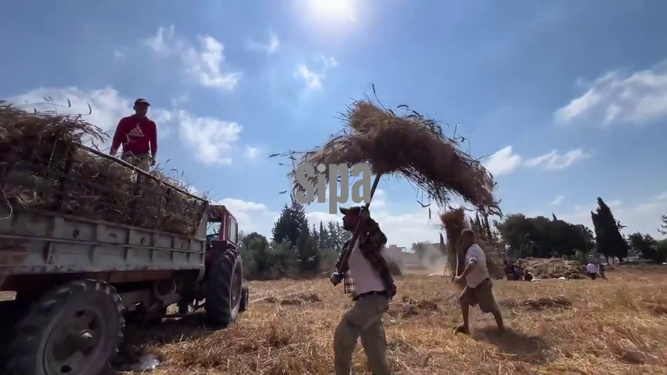 Lebanon: Lebanese farmers resume wheat harvest after conflict-related delays