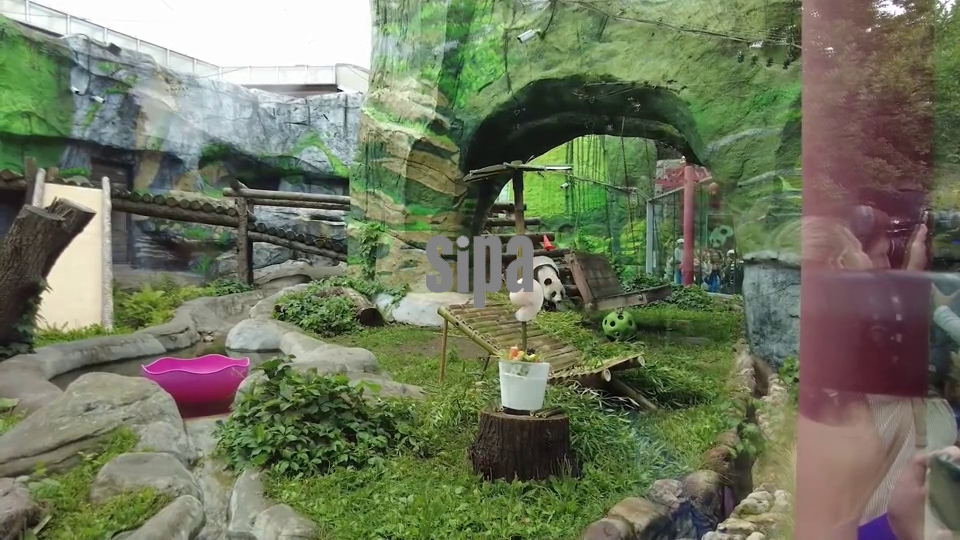 Russia: Moscow Zoo celebrates giant panda birthdays