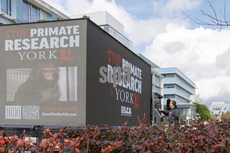 Canada:  Activists protest animal research at York University