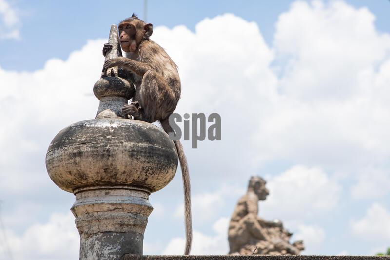 BANGKOK, THAILAND September 16, 2026: A troop of long-tailed macaques lives along a roadside near a residential community in Bangkok’s Bang Khun Thian district. The monkeys are causing disturbances in residential areas and posing safety risks, potentially leading to accidents involving commuters or the animals themselves. The Bangkok Metropolitan Administration (BMA), wildlife conservation agencies, and local residents are collaborating to address the issue. (Photo by Teera Noisakran/SipaUSA)