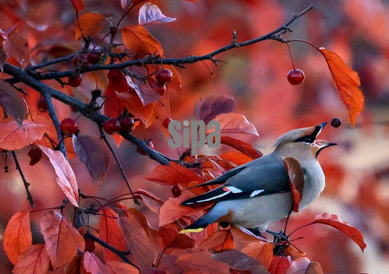 RUSSIA, IVANOVO REGION - OCTOBER 20, 2026: A Bohemian waxwing perches on a tree branch. Vladimir Smirnov/TASS/Sipa USA