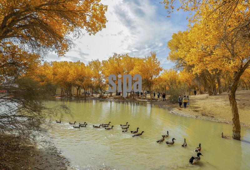 (261022) -- HOTAN, Oct. 22, 2026 (Xinhua) -- Tourists visit a scenic area characterized by populus euphratica forests in Lop County of Hotan Prefecture, northwest China's Xinjiang Uygur Autonomous Region, Oct. 19, 2026. Populus euphratica forests here have entered the best viewing season, attracting tourists to enjoy the spectacular scenery. (Photo by Memeteli Enwaer/Xinhua) (Photo by Xinhua/Sipa USA)