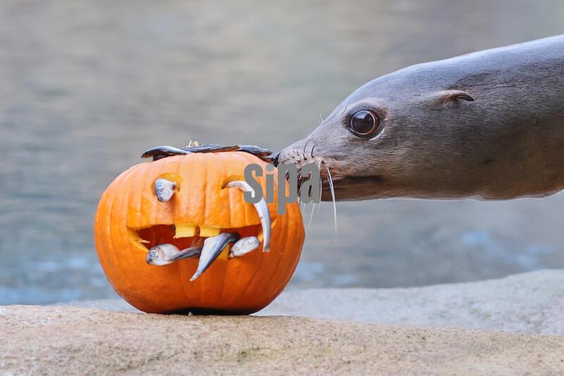 27 October 2026, Saxony, Leipzig: Sissi the sea lioness eyes a carved pumpkin filled with fish at the Tierra del Fuego exhibit. The activity is intended to provide the animals with a playful pastime. On Saturday, for Halloween, the Leipzig Zoo will offer a colorful program and plenty of spooky pumpkins. Children in costume get free admission. Photo: Jan Woitas/dpa/Sipa USA